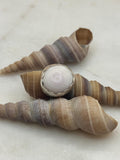 Sterling Silver Puka Shell Bezel ring - Size 6 - Handmade in Hawaii - Beach Jewelry